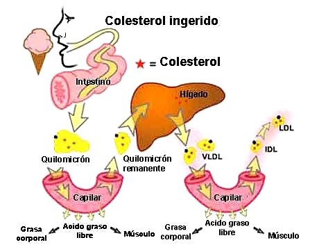 Colesterol mujer